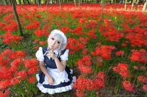 Ayaka Saku Ayaka 《Touhou Project》 Izayoi Sakuya + Kiến thức về cây hoắc hương [Shooting Star's]